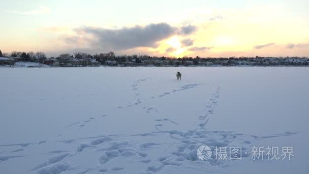 在冰冻的湖面上只调皮的狗视频