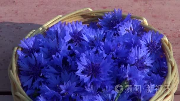 在桌上的篮子里的医疗矢车菊蓝色花朵