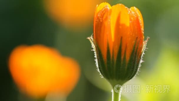 开花的花的金盏花视频