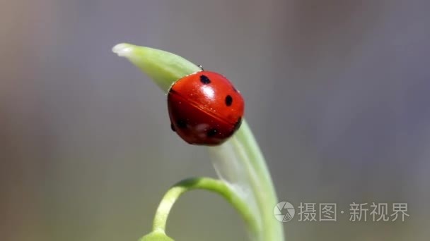 瓢虫对雪莲视频