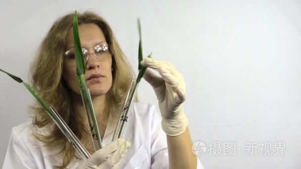 转基因植物的研究视频