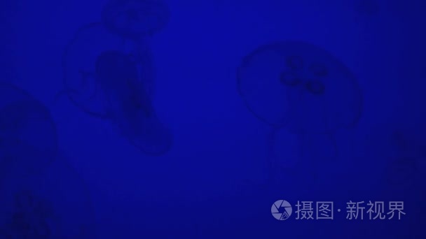 在辉煌的蓝色水中漂浮的水母视频
