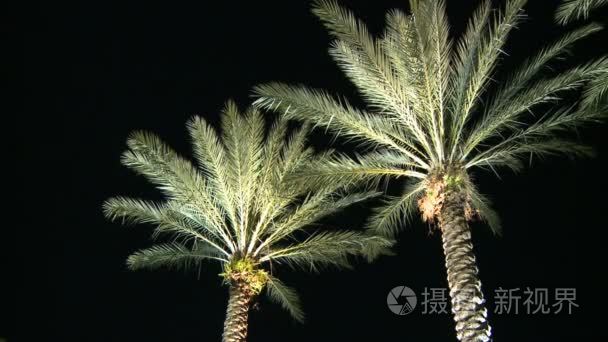 棕榈树夜正确视频