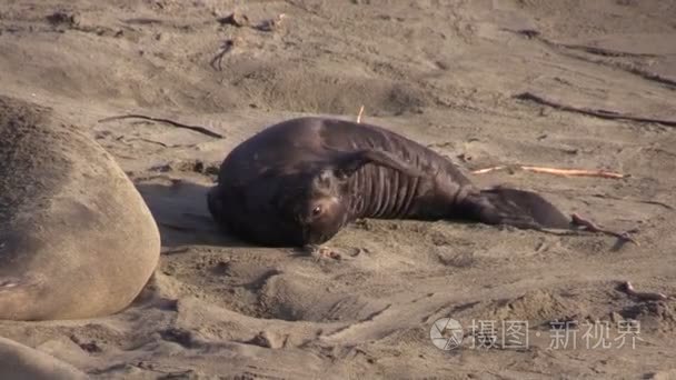 象海豹在海滩上视频