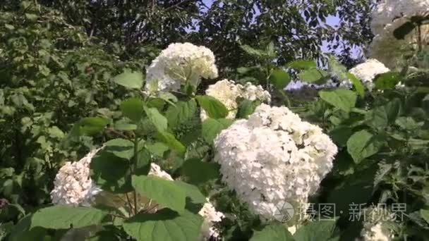 在有风的夏天的白色绣球花花序束