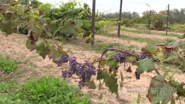 葡萄种植园分支纠缠在股权上视频