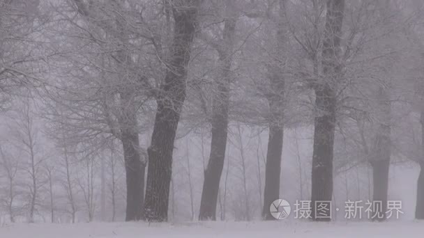 冬季积雪的路上和裸露的老树和魔法雾巷