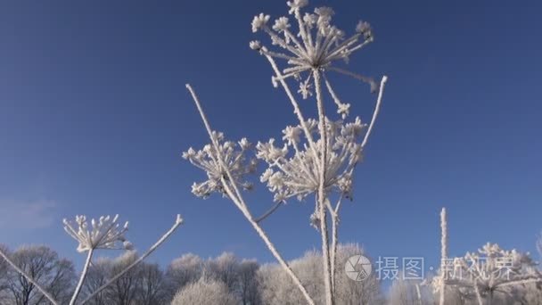 园丁喷雾与化学品番茄植物温室视频