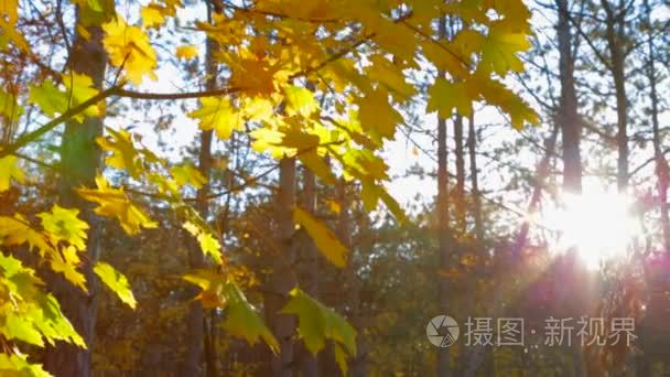 Autumn Trees In Yellow Leaves