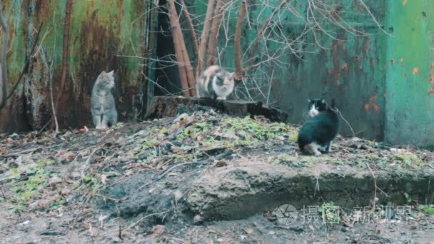 三猫咪坐在大街上视频