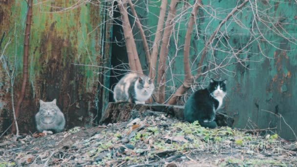 三猫咪坐在大街上视频