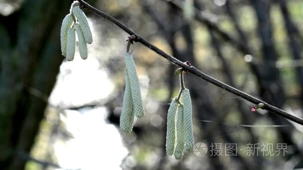 榛子花开在春天视频