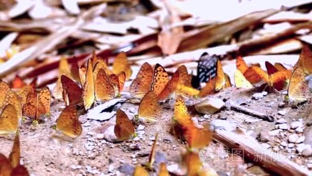 群吃盐渍土的蝴蝶视频