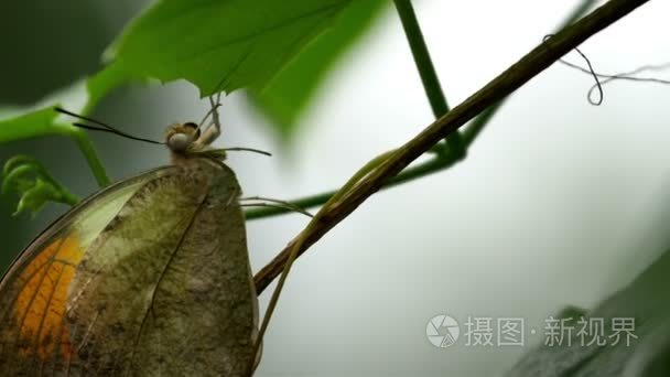 挂在叶子上的蝴蝶视频