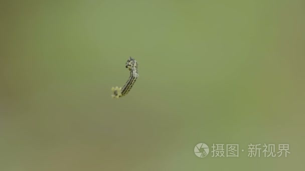 挂在空气和扭动的毛毛虫视频