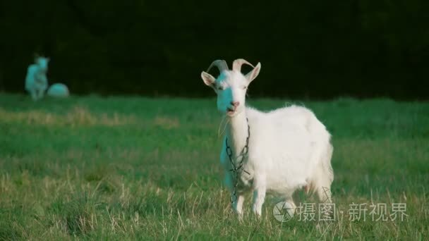 洁白的羊群在草地上视频