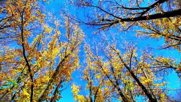 蓝蓝的天空的金色银杏树视频