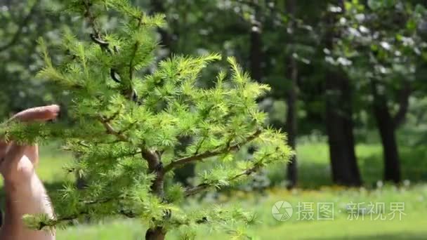 手用剪刀修剪盆景树。植物护理的特写