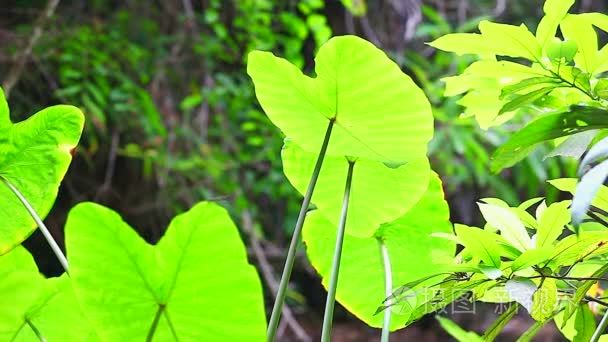 泰国花叶芋叶视频