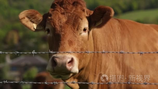 泽西牛吃的特写视频