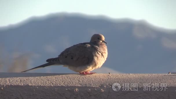 哀悼鸽子视频