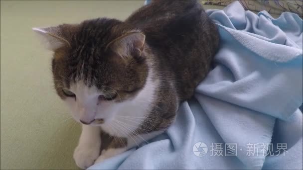 猫躺在毯子搞砸了他的眼睛