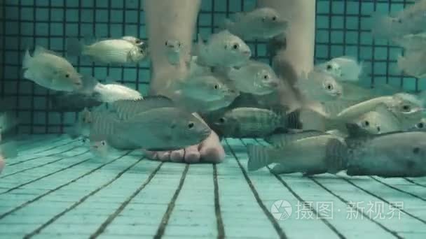 水下鱼足疗视频