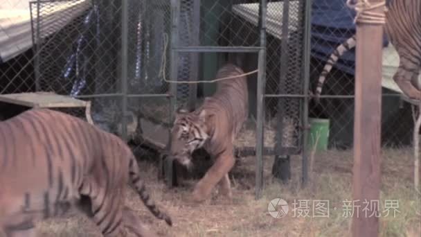 老虎与马戏团表演视频