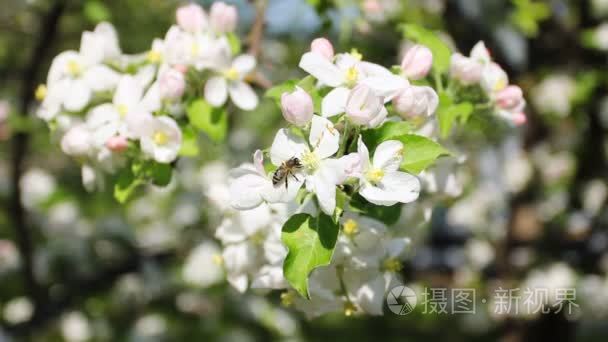 蜜蜂采集花蜜视频