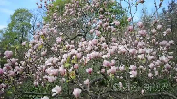 春天的花园里的玉兰树开花视频