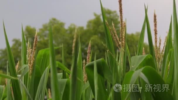 顶部的玉米秸秆在灰色的天空下视频