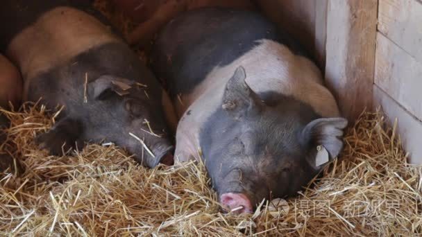 荷兰猪视频素材