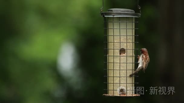麻雀吃从一个喂鸟器视频