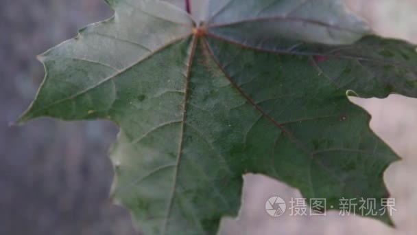 深红色国王枫叶飘在风中视频