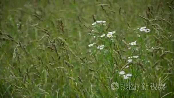 野生花卉在干草字段视频