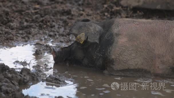 脂肪的黑猪奠定了在浑水中