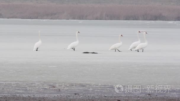 在结冰的湖面上的天鹅视频