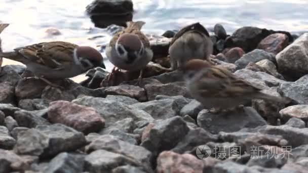 群鸟麻雀靠近水的地方寻找食物视频