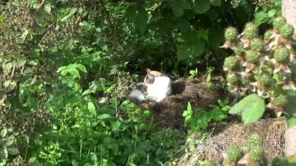 放大的虎斑猫舔在树荫下黑莓布什