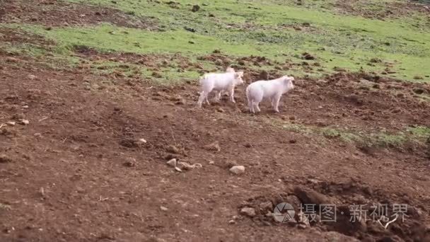 两只小猪跑到母亲母猪在农场的场长，在农村