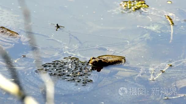 青蛙在池塘与产卵视频