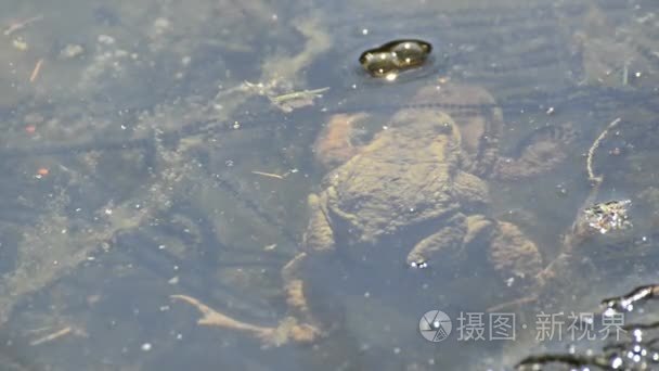 青蛙在池塘里繁殖期视频