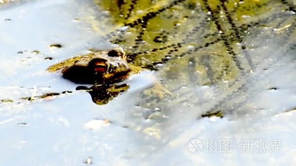 青蛙与产卵视频
