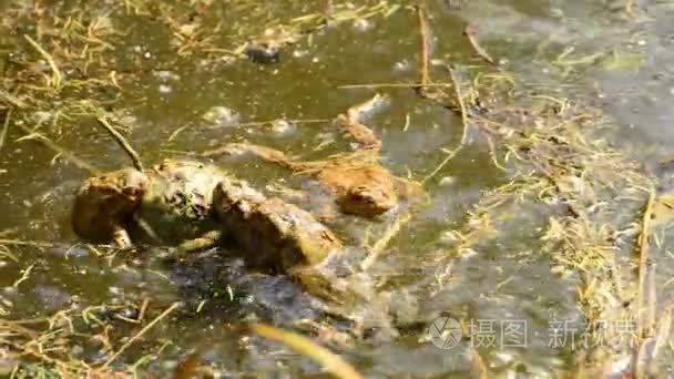 青蛙在池塘里繁殖期视频