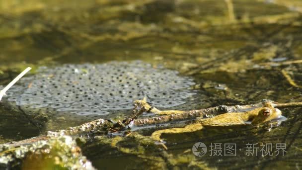 青蛙在池塘与产卵视频