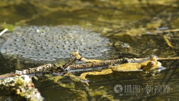 青蛙在池塘与产卵视频