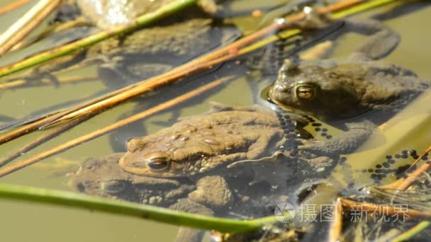 青蛙在池塘里繁殖期视频