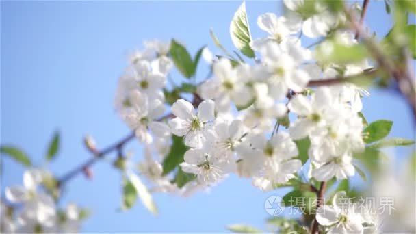 樱桃花视频