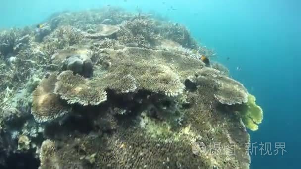 造礁珊瑚生长在拉贾安帕
