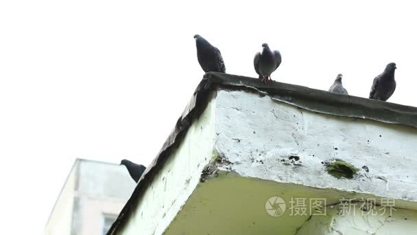 坐在建筑物屋顶上的鸽子的视图视频